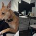 Video: Dog & Cat’s Bonding Time Ends in an Unexpected Twist