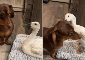 Video: Dog’s Favorite Thing to Do Is Annoy the Duck