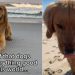 Video: Owner Proves Dogs Are ‘Everything Good’ in World