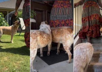 Video Shows Dogs Following Their Favorite Human Everywhere in the House