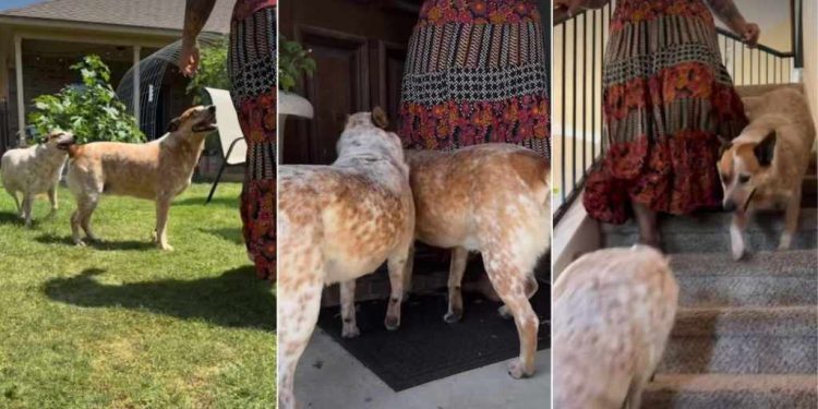 Video Shows Dogs Following Their Favorite Human Everywhere in the House