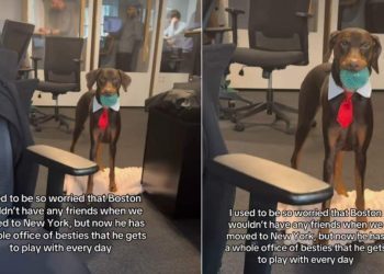 New York Dog Is Besties With Owner’s Office Mates in Adorable Video