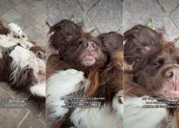 Video: Dog Wants to Be Where Grandma Is Instead of Going on a Walk