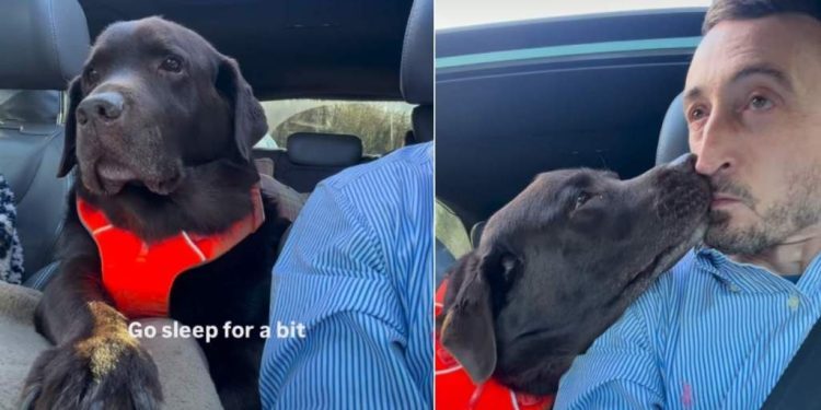 Video: Labrador Wants to Be Next to Dad While He Drives