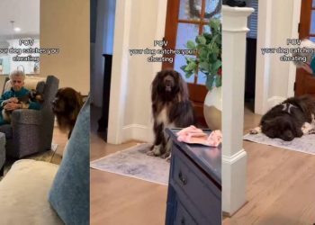 Video: Big Dog Moves Away From Grandma When She Pets Another Dog
