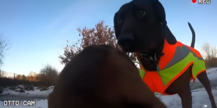 This Video of a Dachshund’s POV Is Everything