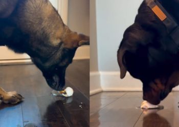 Video: 3 Dogs’ Reaction to Egg Is Strikingly Different