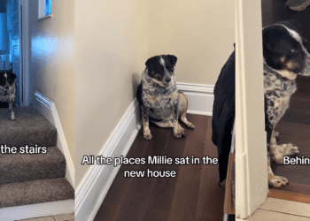 Video: Dog Makes Adorable Attempts to Adjust to New Home