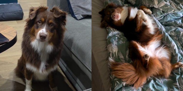 Video: Dog Gets Super Enthusiastic for a ‘Girly Sleepover’