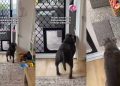 Funny Video Shows How ‘High Maintenance’ the Dog Is