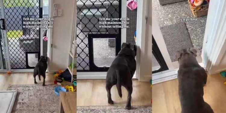 Funny Video Shows How ‘High Maintenance’ the Dog Is