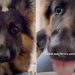 Dog Does This to Yogurt When Owner Looks Away for a Second
