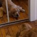 Golden Retriever Puppy Has a Nemesis, but It’s Not What You Think