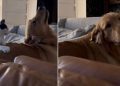 Video: Golden Retriever Reacts to Cat Scratching His Back for Him