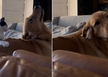 Video: Golden Retriever Reacts to Cat Scratching His Back for Him