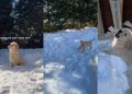 Video: Puppy Refuses To Go Inside & Keeps Playing in Snow