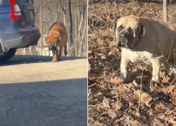 Dogs Are ‘Totally Unfazed’ After Owner Catches Them Coming Out of Woods