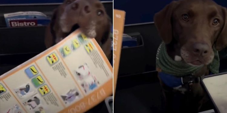 Video: Service Dog Hands the Safety Manual to Owner Before Flight Departs