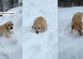 Video: Senior Labrador Climbs Snow Hill Without Breaking a Sweat
