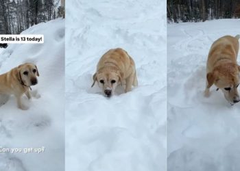 Video: Senior Labrador Climbs Snow Hill Without Breaking a Sweat