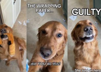 Video: Golden Retriever Immediately Surrenders After the Crime