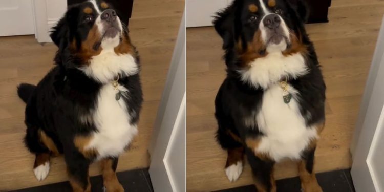 Video Show What It’s Like to Reason With a ‘Teenage’ Dog