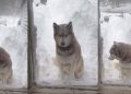 Video: Husky Makes Tough Choice Between Snow & a Treat