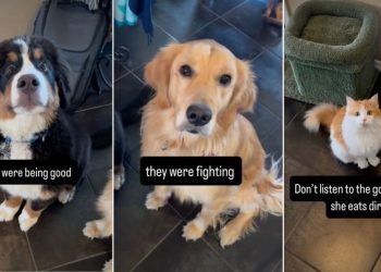 Video: Dogs & Cat Stop Fighting the Moment They’re Caught