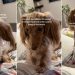 Video: Mini Dachshund Gets ‘Sassy & Shy’ With Temper Tantrums
