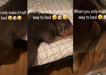 Video: Dog Too Sleepy to Make It to Bed Ends Up Sleeping Like This
