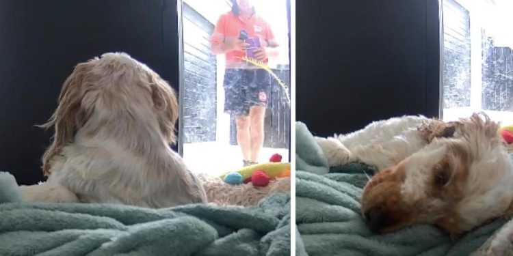 Video: Dog’s Reaction to a Stranger Knocking on the Door Is Unlike Anything You’ve Ever Seen