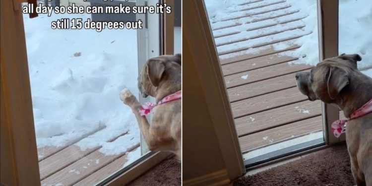 Dog’s Game With Owner Involves Checking Outdoor Temperature