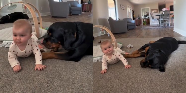 Video: Dog & Baby Are in Perfect Sync When They Flop