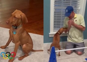 Video: Dog Competes With Herself in Homemade Winter Olympics