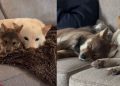 Video Shows What Happens When 2 Cuddly Dogs Find Each Other