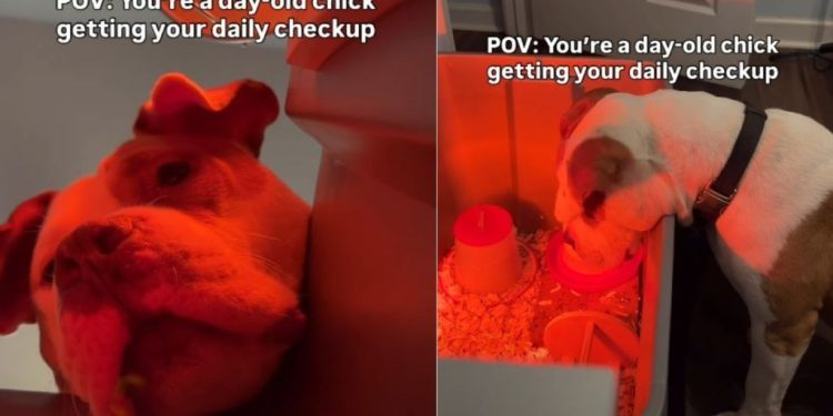 Video: Dog Goes Viral for Checking on Day-Old Baby Chicks