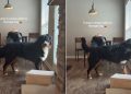 Teenage Dog Proves Mom’s Point Why Reasoning With Him Is off the Table