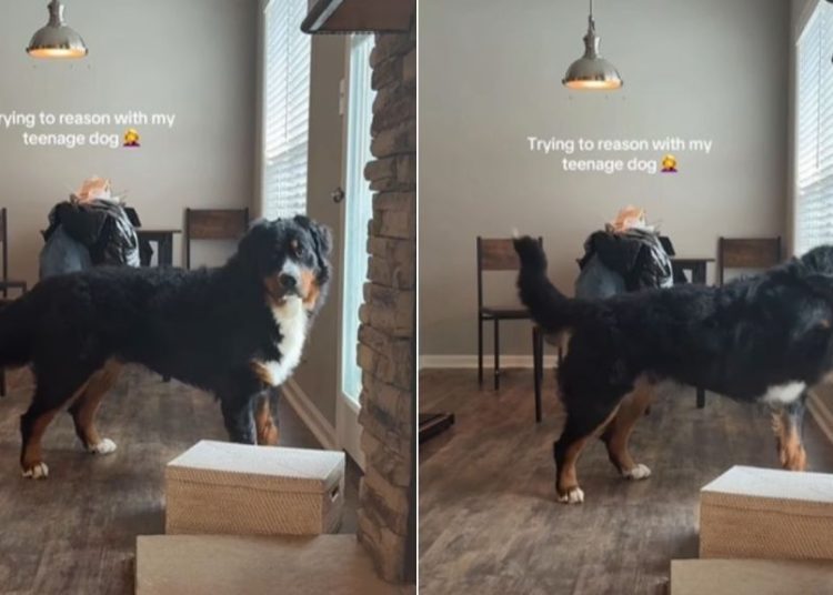 Teenage Dog Proves Mom’s Point Why Reasoning With Him Is off the Table