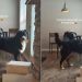 Teenage Dog Proves Mom’s Point Why Reasoning With Him Is off the Table