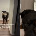 Rottweiler Has a Unique Way of Signaling She’s Ready for Bed