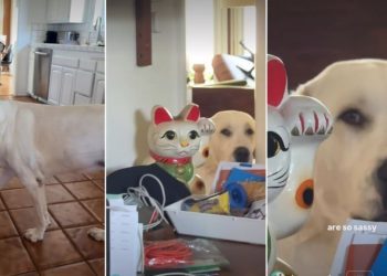 Video: Dog Demands Fair Play for Both Her & Her Sister