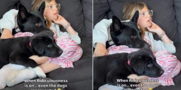 Dog & Puppy Are Fully Invested in What’s on TV