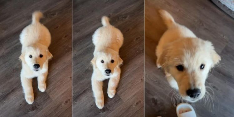 Video: Puppy Can’t Wait Long Before Making Big Hop