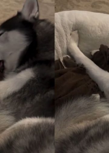 Big Dog Falls Asleep While Chewing on His Blanket