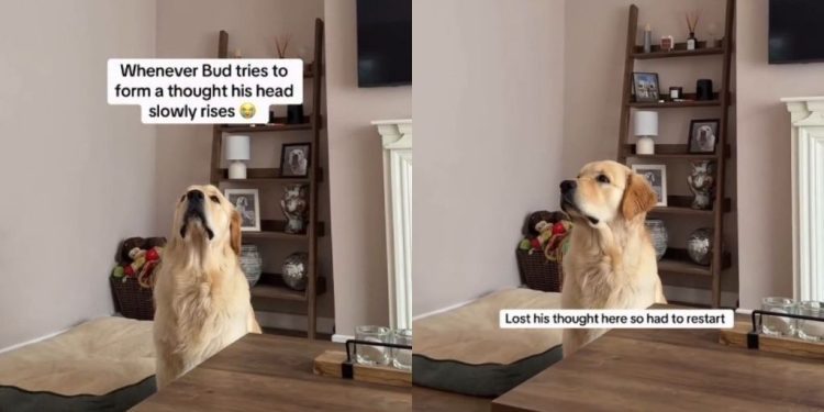 Video: This Is What Happens When Dog Tries To Form a Thought