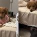 This Golden Retriever & Cat’s Nighttime Routine Will Make You Laugh