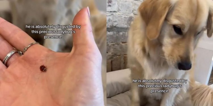 Golden Retriever Is ‘Absolutely Disgusted’ by a Crawling Ladybug