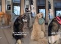 Video: Dog Pack Reacts to Dad’s Magic Trick Very Differently