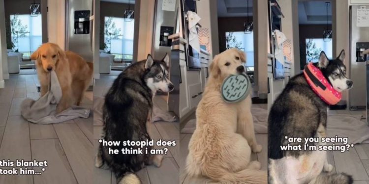 Video: Dog Pack Reacts to Dad’s Magic Trick Very Differently
