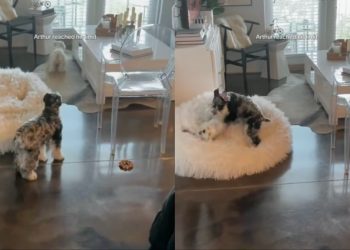 Video: Dog’s Reaction After the Other Dog Goes on a Zoomies Spree Is Priceless